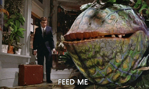 little-shop-of-horrors-1582715540.gif