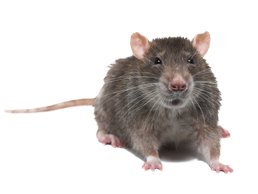 rat-control-for-identification.jpg