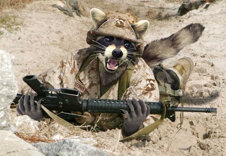 Raccoon-Soldier-22778.jpg