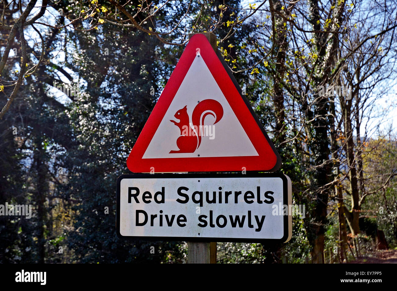 red-squirrels-drive-slowly-wildlife-warning-road-sign-in-cumbria-uk-EY7PP5.jpg