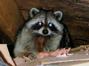 raccoon-in-attic.jpg