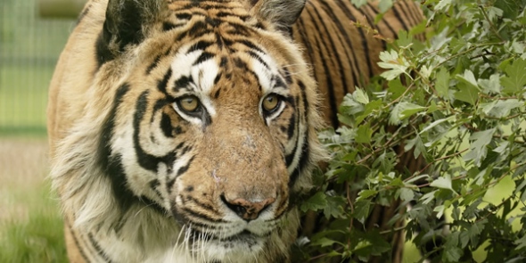 bengal-tiger.jpg
