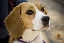 220px-Beagle_portrait_Camry.jpg