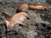 pigs-in-mud-wallow.jpg