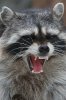 17_angry_raccoon.jpg