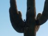 cactus bird.jpg