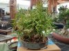 small Ficus Back with leaves.jpg