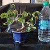 contored ficus with water bottle.jpg