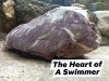 heart of a swimmer.jpg