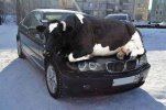 cow car.jpg