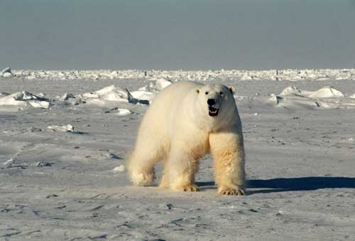 Is a polar bear's fur transparent? | Library of Congress